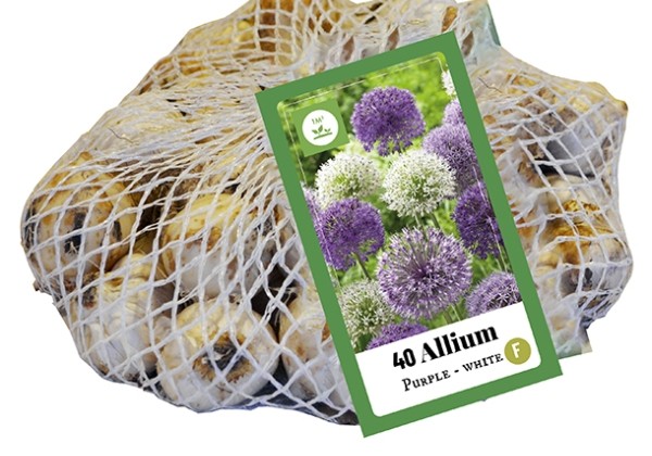 Allium Purple - White (tīkliņā) 10/12