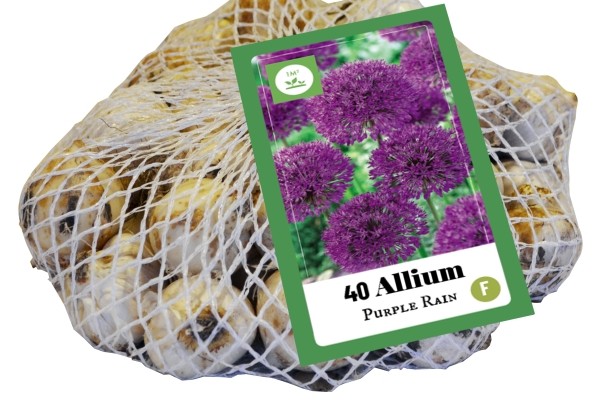 Allium Purple Rain (tīkliņā) 10/12