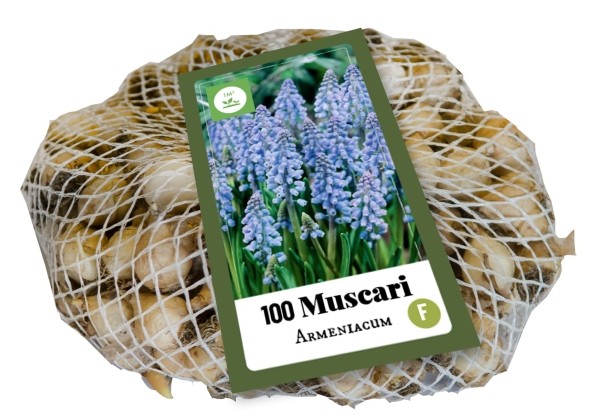 Muscari armeniacum (tīkliņā) 7/8