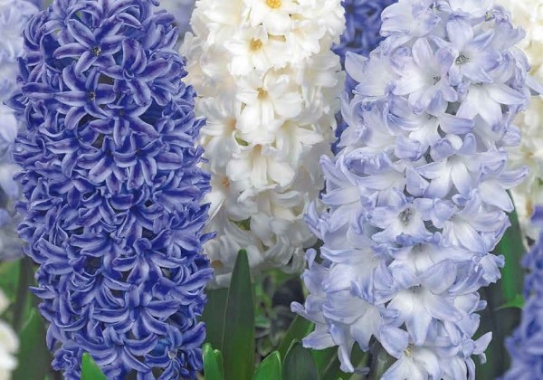 Hyacinthus orientalis Blue Water Mix 14/15