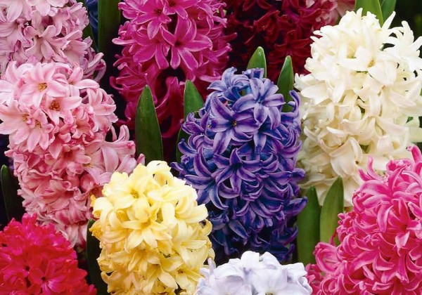 Hyacinthus orientalis Mix 14/15