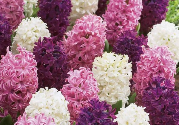 Hyacinthus orientalis Pastel Mix 14/15