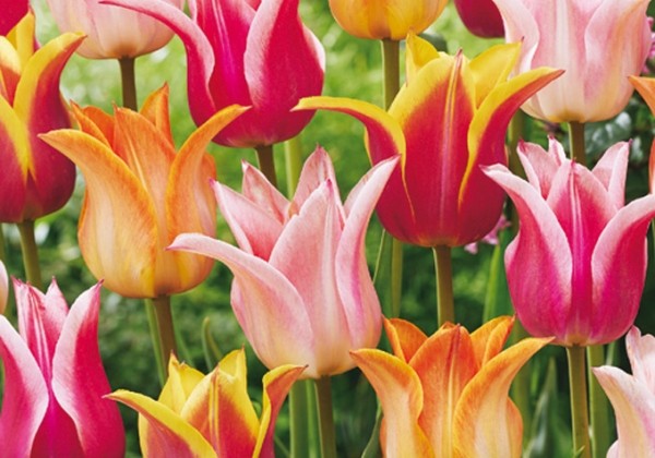 Tulipa Ballade Mix 11/12