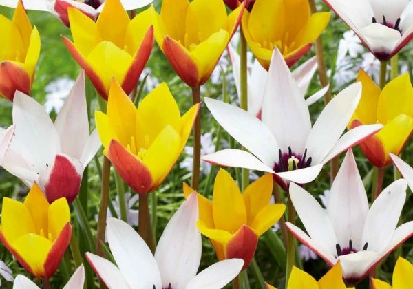 Tulipa Belles Tulipes 5/6