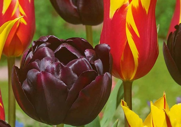 Tulipa Black Pepper 11/12