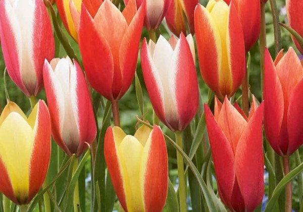 Tulipa clusiana Mix 6/+