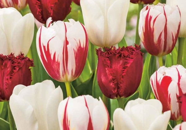 Tulipa Dutch Design Mix 11/12