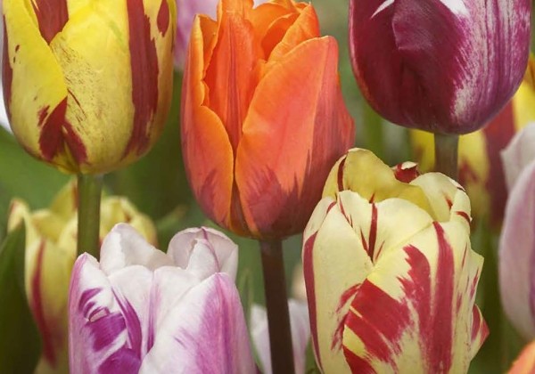 Tulipa Flaming Beauty Mix 11/12