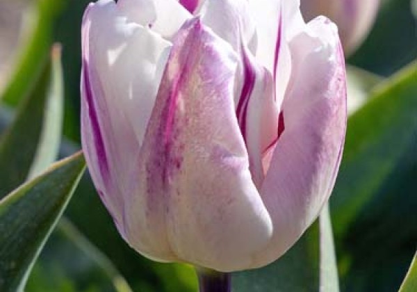 Tulipa, triumfa Flaming Flag 11/12
