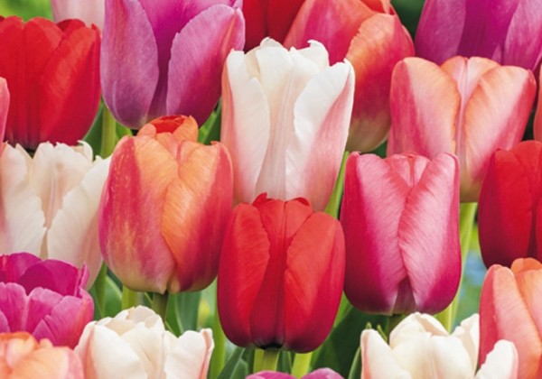 Tulipa Glowing with Pride 11/12