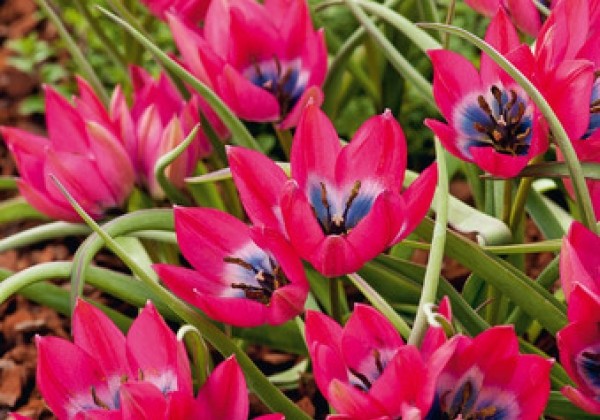Tulipa humilis Little Beauty 6/+