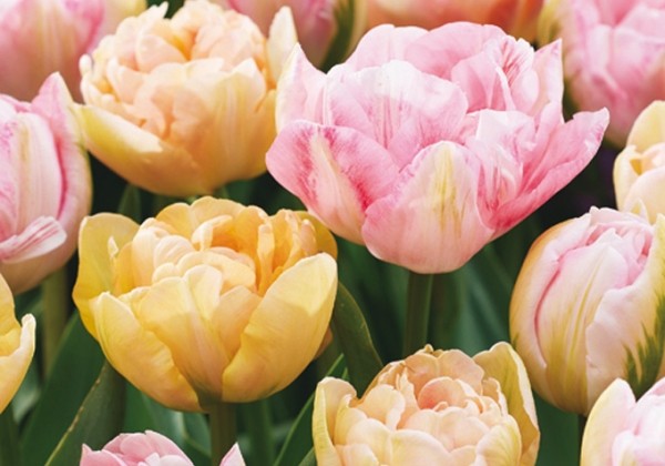 Tulipa Peaches & Kisses 11/12