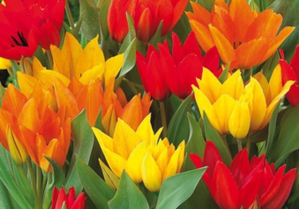 Tulipa, daudzziedu Praestans Mix  8/9