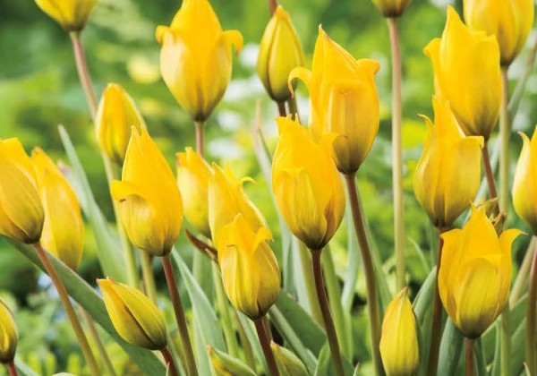 Tulipa sylvestris 5/6