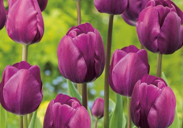 Tulipa, triumfa Triumph Purple 11/12