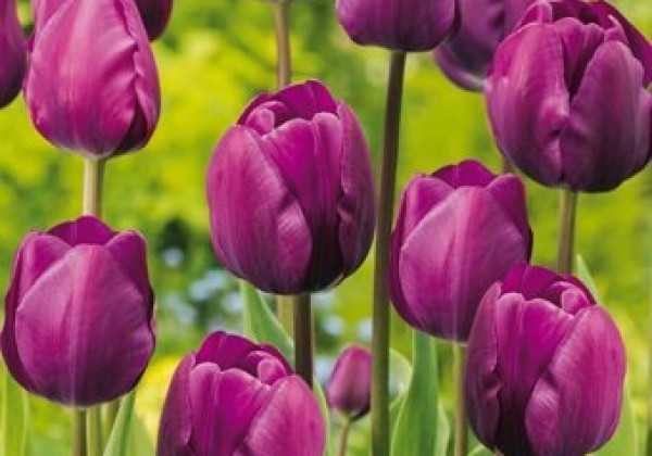 Tulipa, triumfa Triumph Purple 11/12
