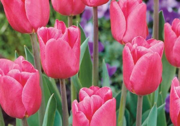 Tulipa, triumfa Triumph Pink 11/12