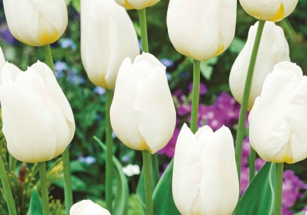 Tulipa, triumfa triumph White 11/12
