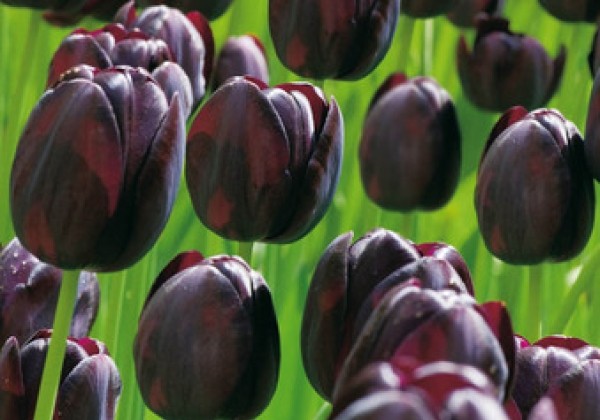 Tulipa, triumfa Zwart/ Black 11/12