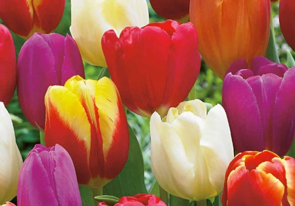 Tulipa, triumfa Triumph Mix 11/12