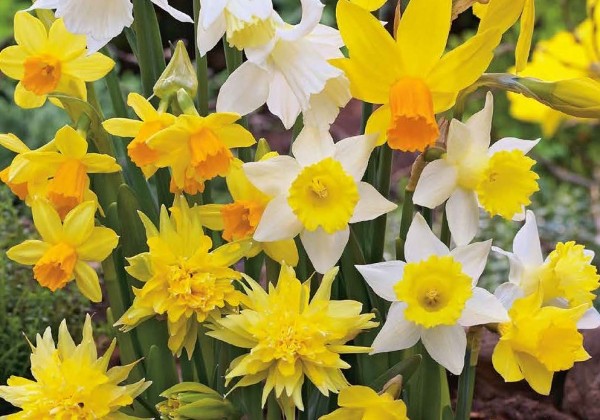 Narcissus, botāniskā Botanical Mix 10/12