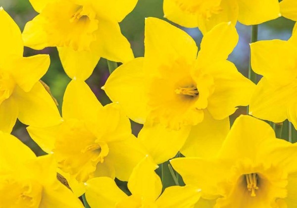 Narcissus, lielziedu Carlton 12/14