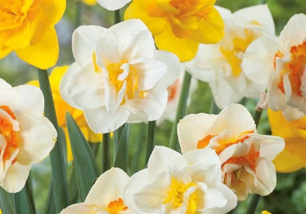 Narcissus, pildītiem z. Double Mix 12/14