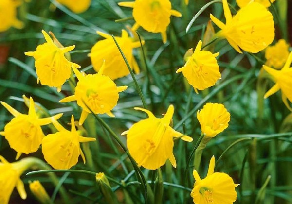 Narcissus, botāniskā Golden Bells 6/8