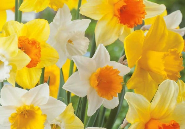 Narcissus, lielziedu Large Cupped Mix 12/14