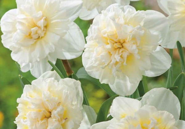 Narcissus, pildītiem z. Ice King 12/14