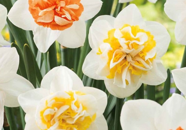 Narcissus, pildītiem z. Macaron Bloss 12/14