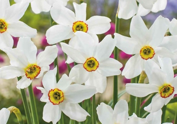 Narcissus, dzejnieku Recurvus 12/14