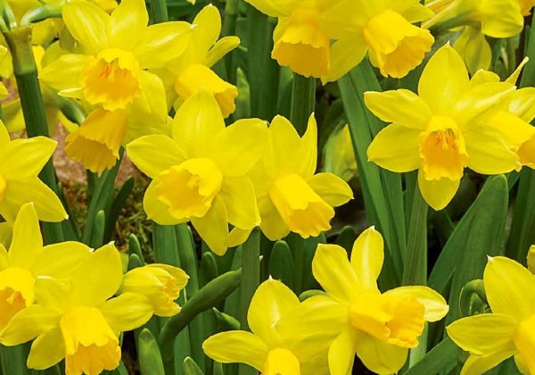 Narcissus, botāniskā Tete-A-Tete 10/11