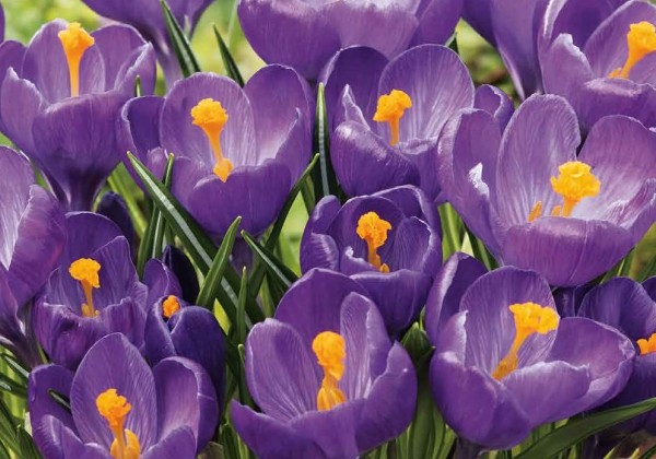 Crocus Blue 7/8