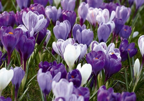 Crocus Blue-White 7/8