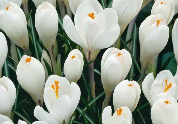 Crocus White 7/8