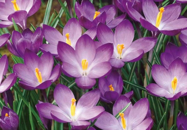Crocus tommasinianus Ruby Giant 5/+