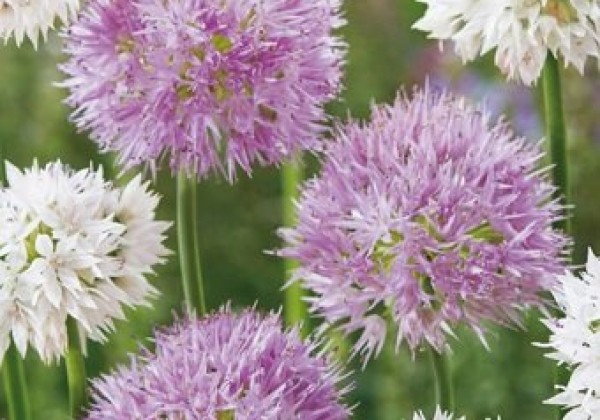 Allium Bee Love Mix 6/+