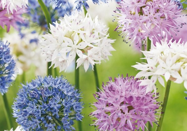 Allium Buzzing Beauties 6/+