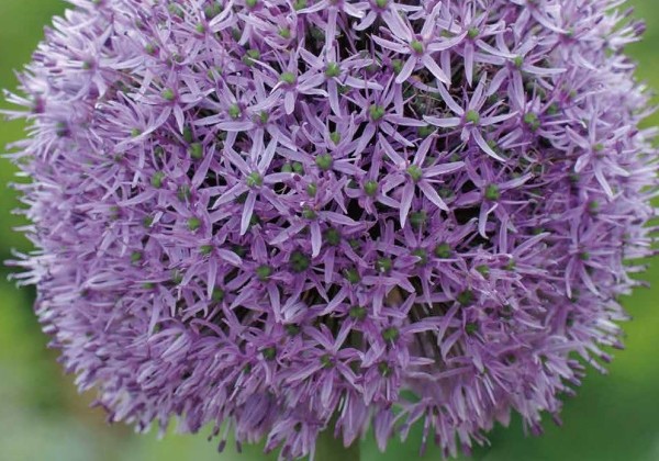 Allium Gladiator 16/18