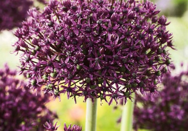 Allium Miami 10/+