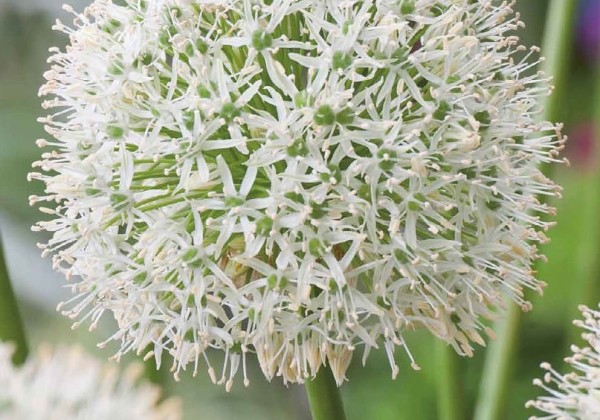 Allium Mount Everest 16/18