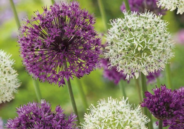Allium Purple-White Mix 10/12