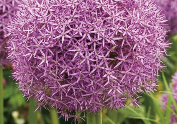 Allium Pinball Wizard 18/20
