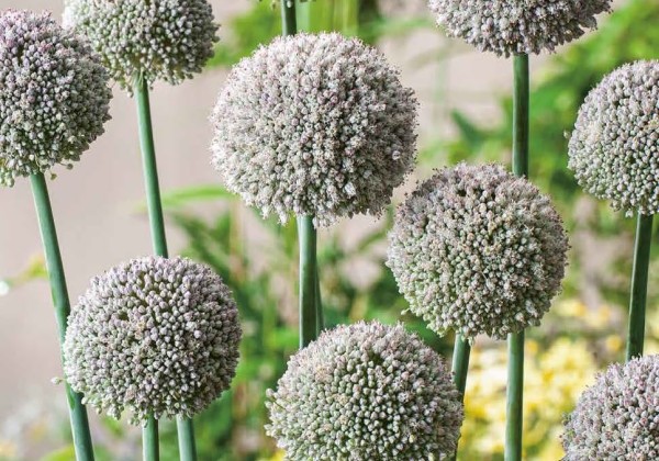 Allium Ping Pong 6/+