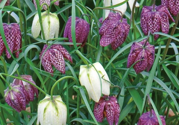 Fritillaria meleagris Mix 6/7