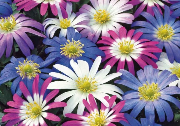 Anemone blanda Mix 4/5