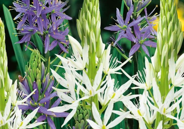 Camassia leichtlinii Mix 12/14