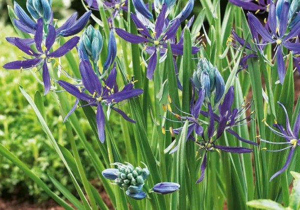 Camassia quamash 6/+