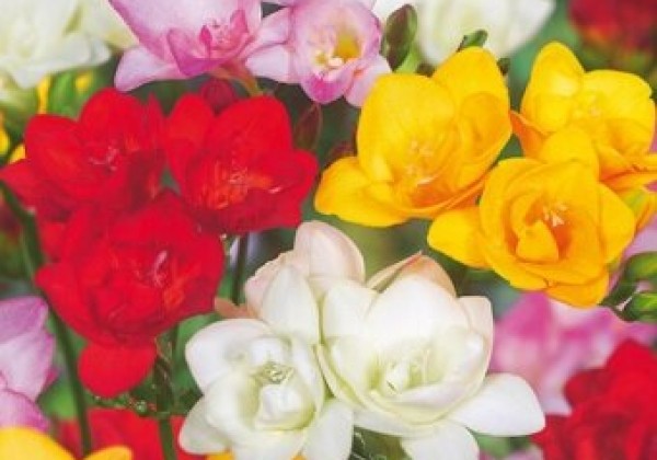 Freesia Double Mix 5/+